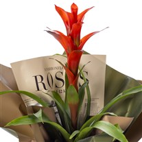Tropical Fire Guzmania