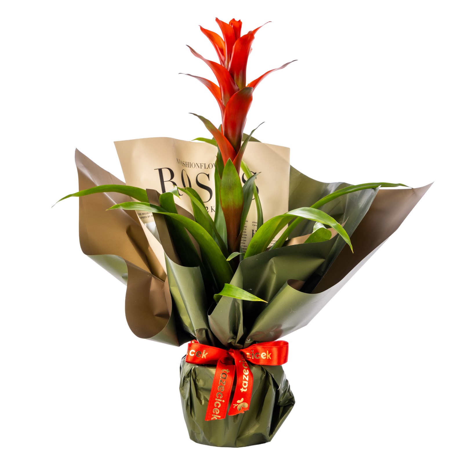 Tropical Fire Guzmania