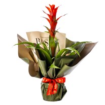 Tropical Fire Guzmania
