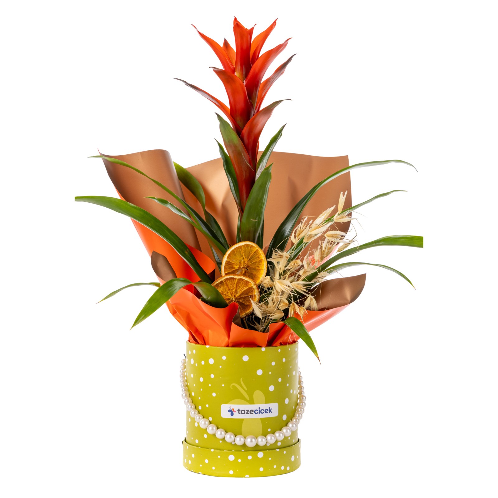 Flame Star Guzmania