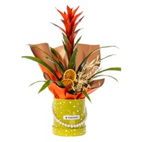 Flame Star Guzmania