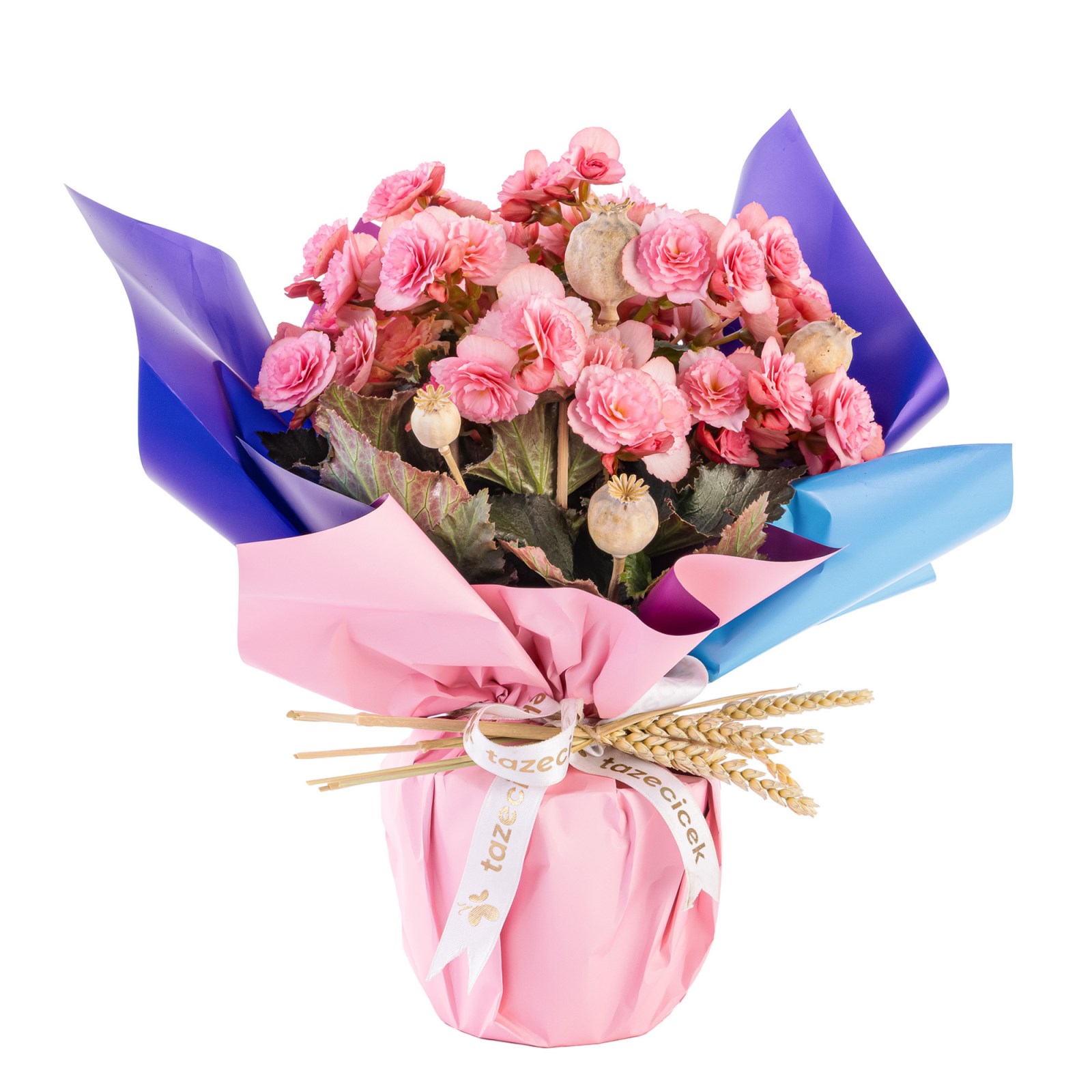 Pink Bloom Harmony Begonya