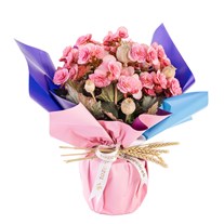 Pink Bloom Harmony Begonya