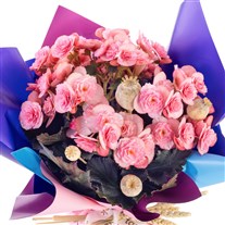Pink Bloom Harmony Begonya