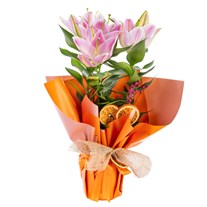 Golden Shine Lily Zambak