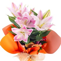 Golden Shine Lily Zambak