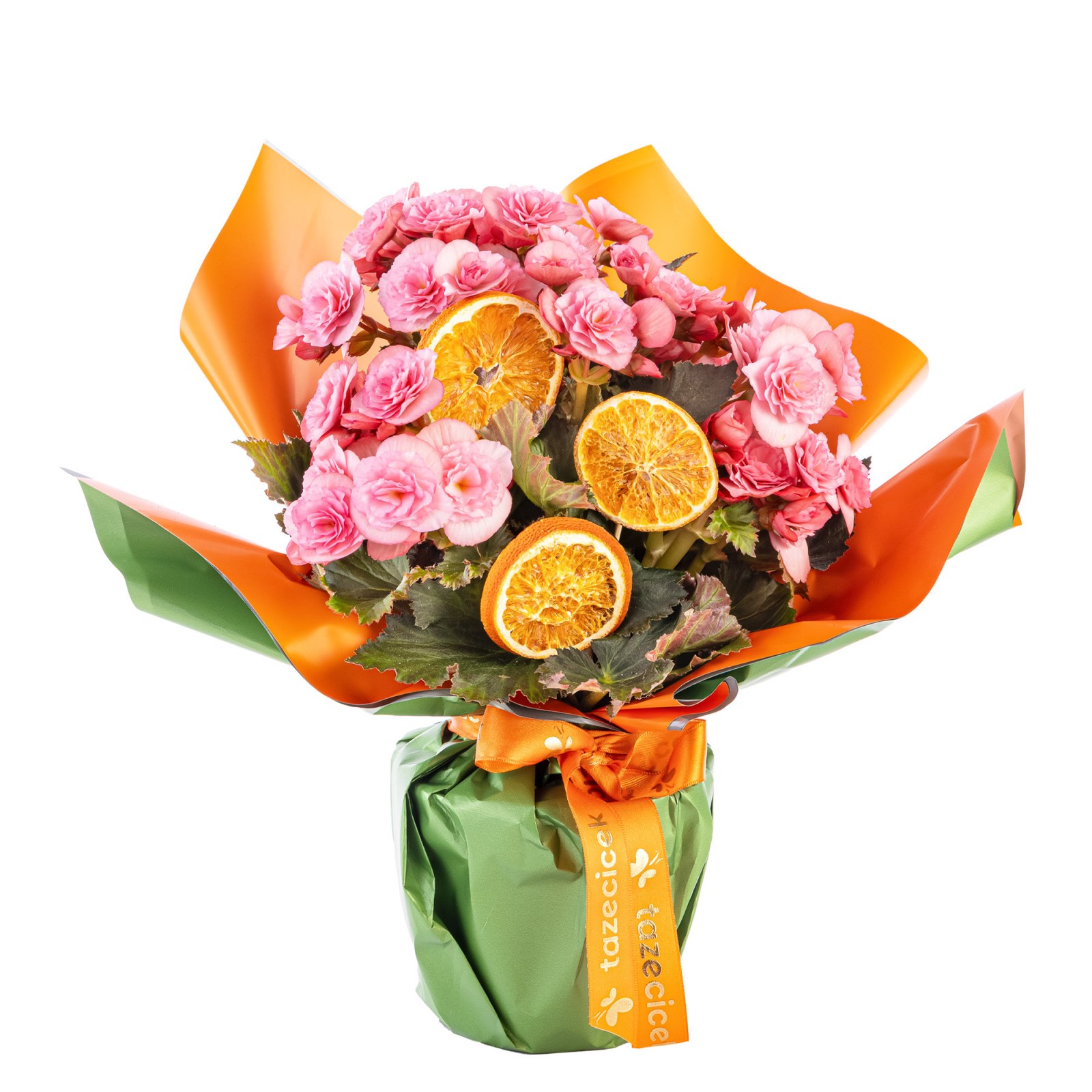 Citrus Glow Begonya