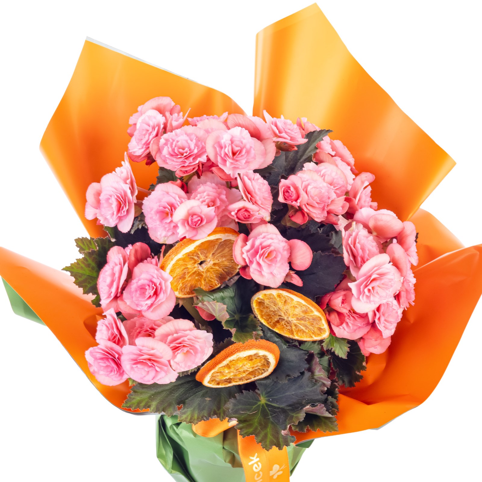 Citrus Glow Begonya