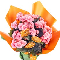 Citrus Glow Begonya