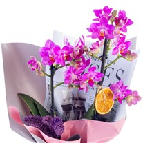 Purple Dream Midi Orkide