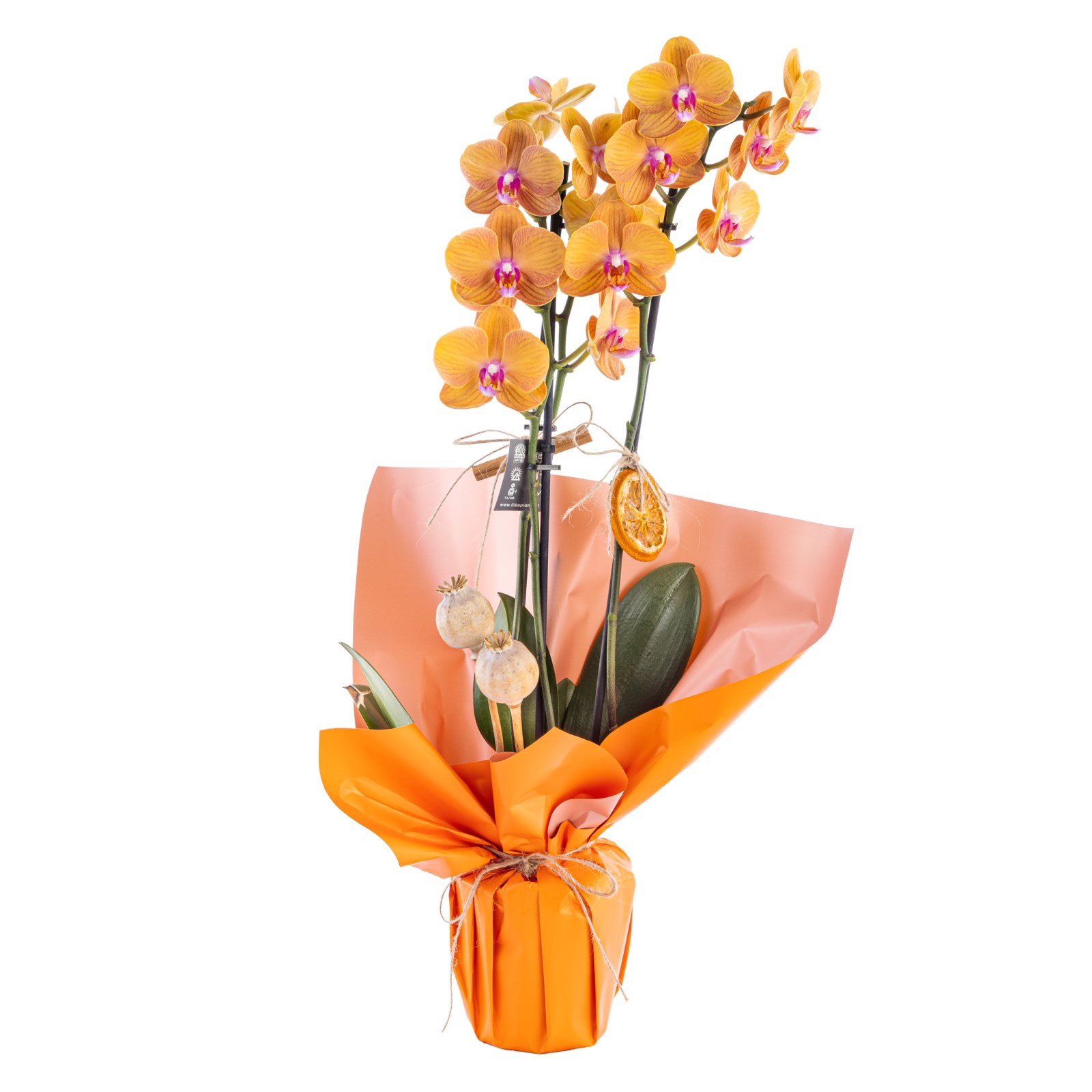 Amber Flame Orkide