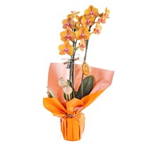 Amber Flame Orkide