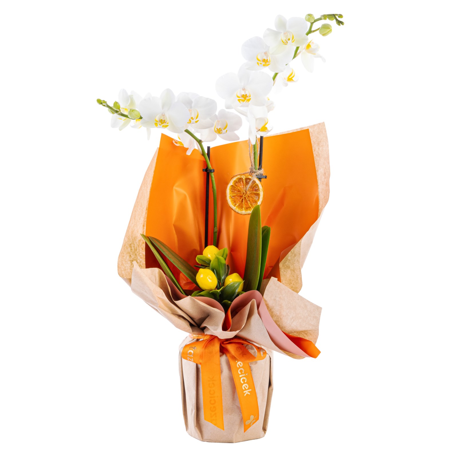 White Grace Elegance Orkide
