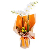 White Grace Elegance Orkide