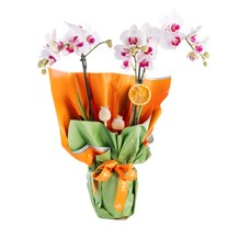 Rose Harmony Midi Orkide