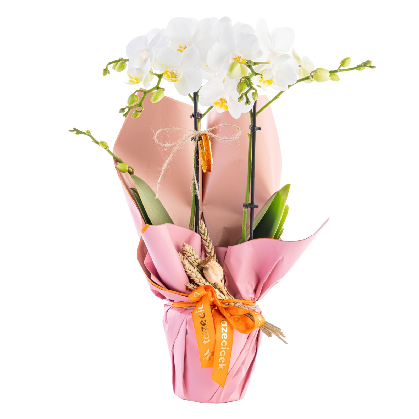 Frosty Bloom Midi Orkide