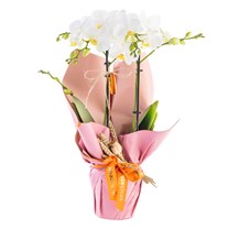 Frosty Bloom Midi Orkide