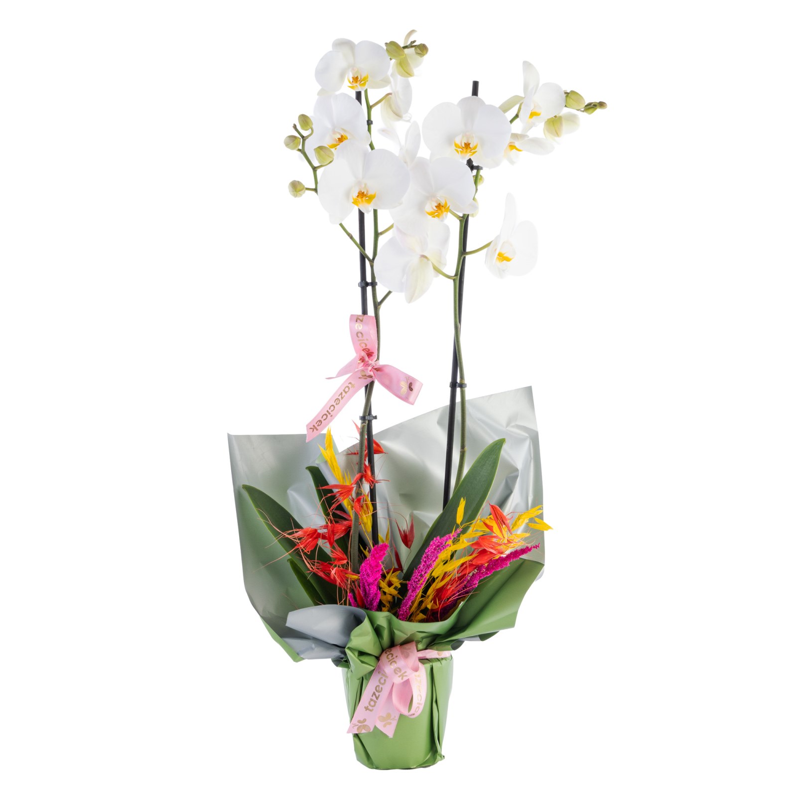 Silent Charm Orkide