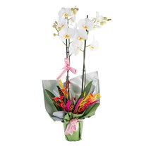 Silent Charm Orkide