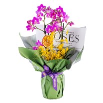 Golden Touch Orkide
