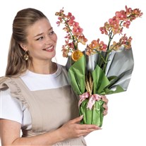 Peach Harmony Orkide