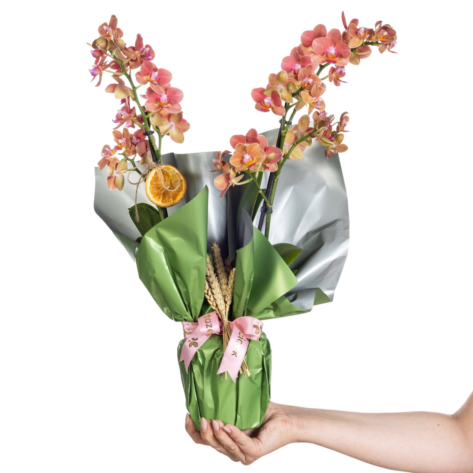 Peach Harmony Orkide