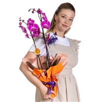 Flame Kiss Mor Orkide