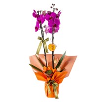 Lava Bloom Orkide