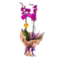 Electric Charm Orkide