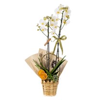 Sunny Basket Orkide