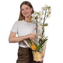 Sunny Basket Orkide