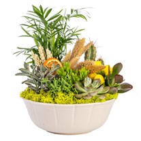 Tropicana Harmony Sukulent