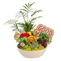 Good Vibes Jungle Sukulent