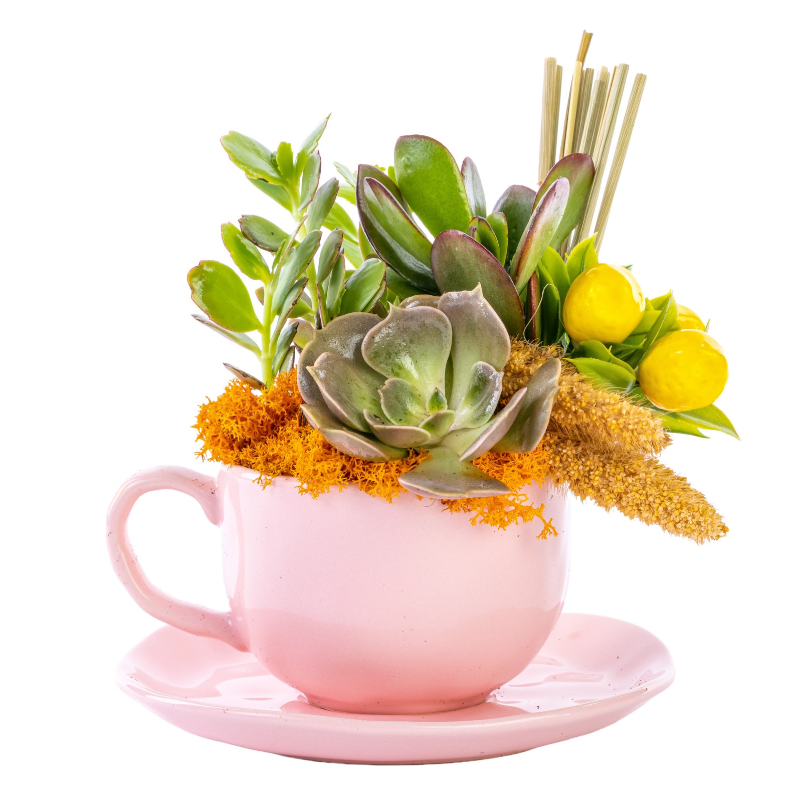 Sweet Cup Garden Sukulent