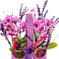 Scented Orchid Orkide Çantası