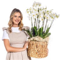 Deluxe Basket 10 Dallı Beyaz Orkide