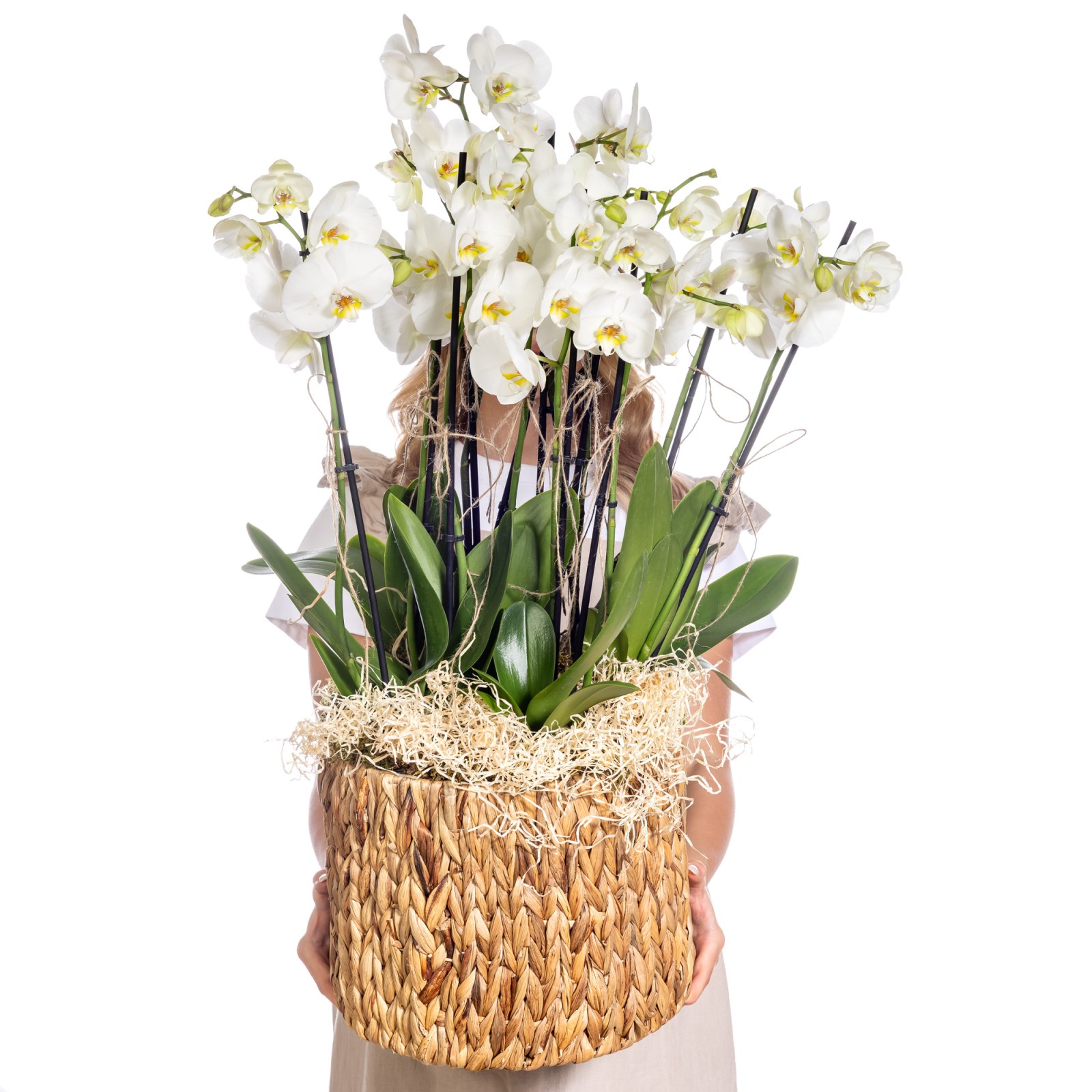 Deluxe Basket 10 Dallı Beyaz Orkide