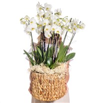 Deluxe Basket 10 Dallı Beyaz Orkide