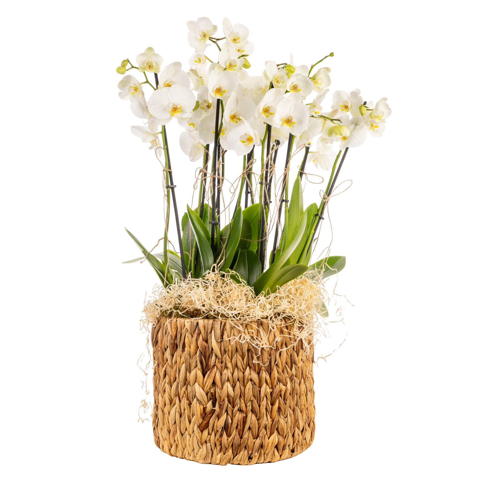 Deluxe Basket 10 Dallı Beyaz Orkide