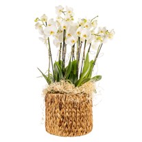 Deluxe Basket 10 Dallı Beyaz Orkide