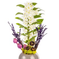 Stylish Touch Dendrobium Orkide