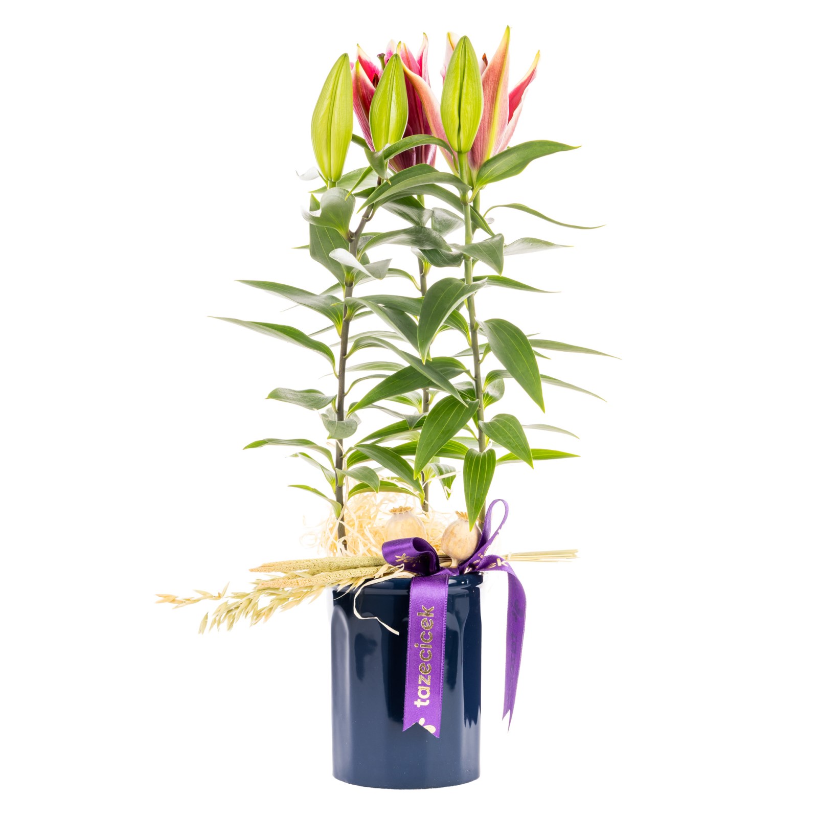 Purple Ribbon Lilyum Bitkisi