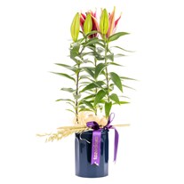 Purple Ribbon Lilyum Bitkisi