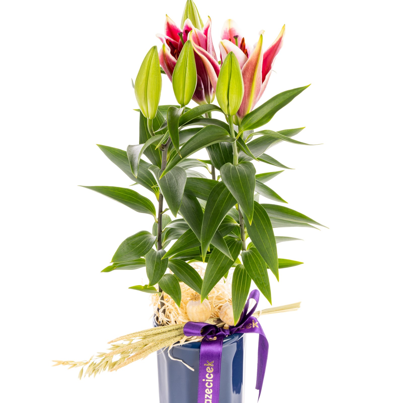 Purple Ribbon Lilyum Bitkisi