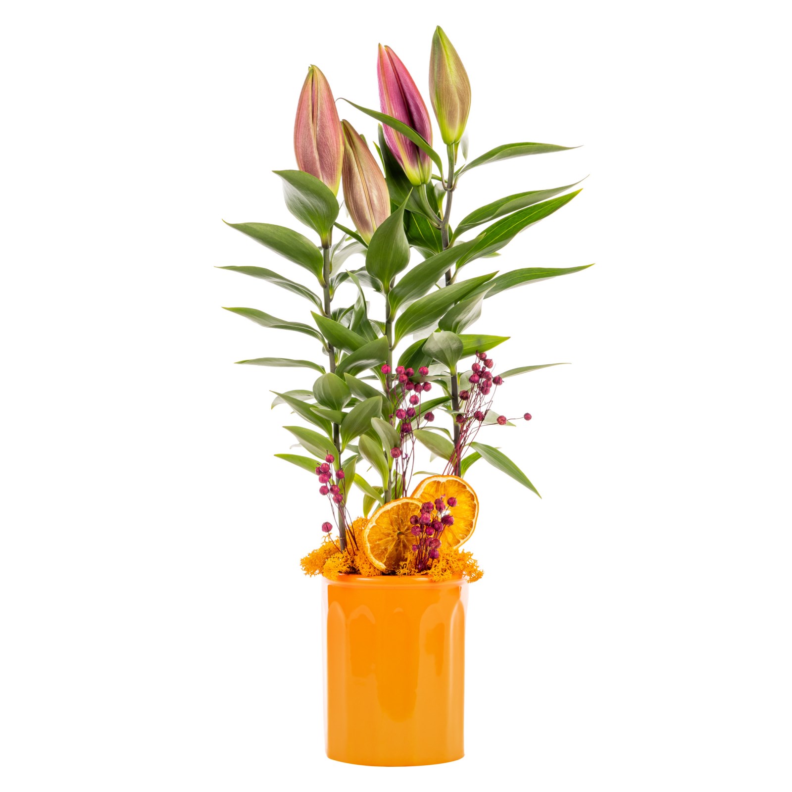Orange Shine Lilyum Bitkisi