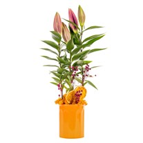 Orange Shine Lilyum Bitkisi