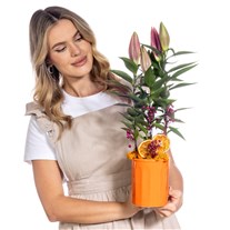 Orange Shine Lilyum Bitkisi