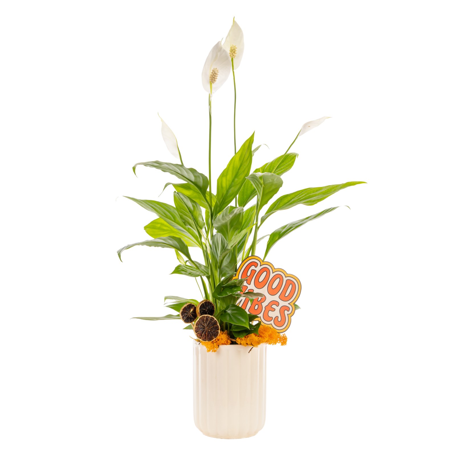 Good Vibes Peace Lily Barış Çiçeği