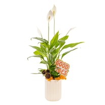 Good Vibes Peace Lily Barış Çiçeği