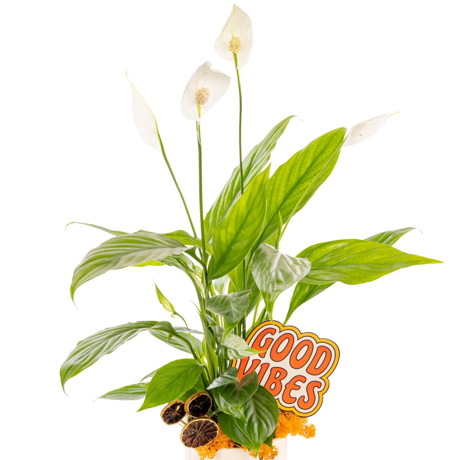 Good Vibes Peace Lily Barış Çiçeği